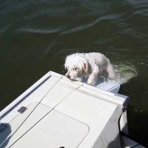 EZ Dock dog ramp