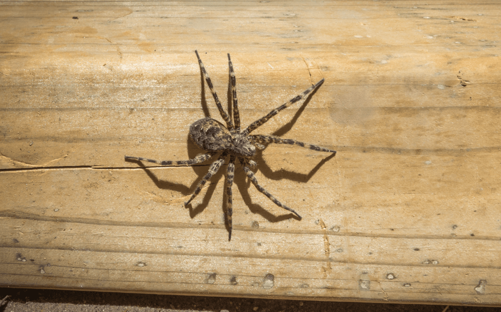 Dock Spider on Wooden Dock